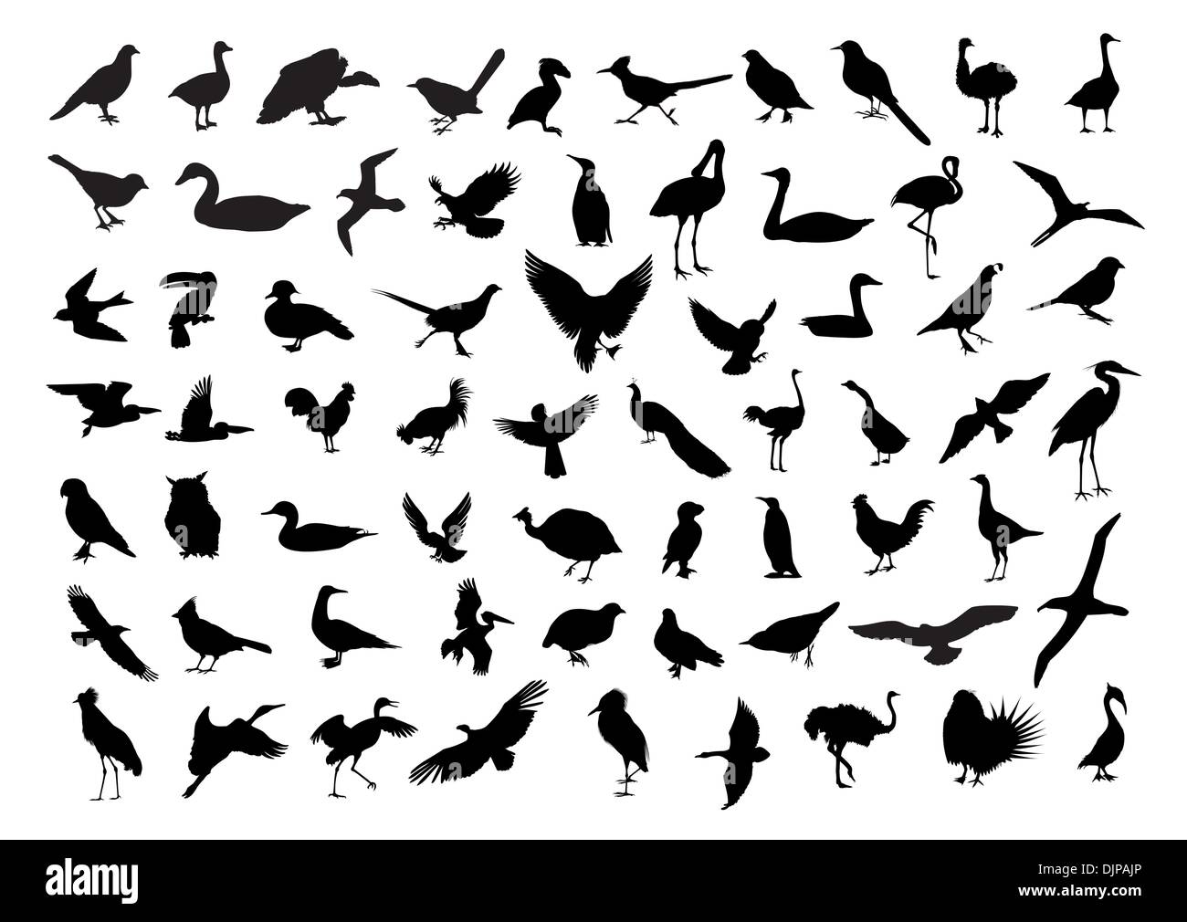 Gli uccelli isolato su bianco Illustrazione Vettoriale