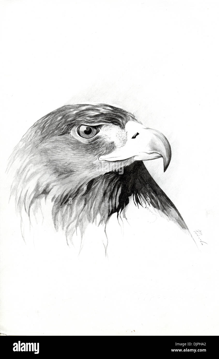 Eagle - - Disegno a matita da Aleksandrs Petrovs Foto stock - Alamy