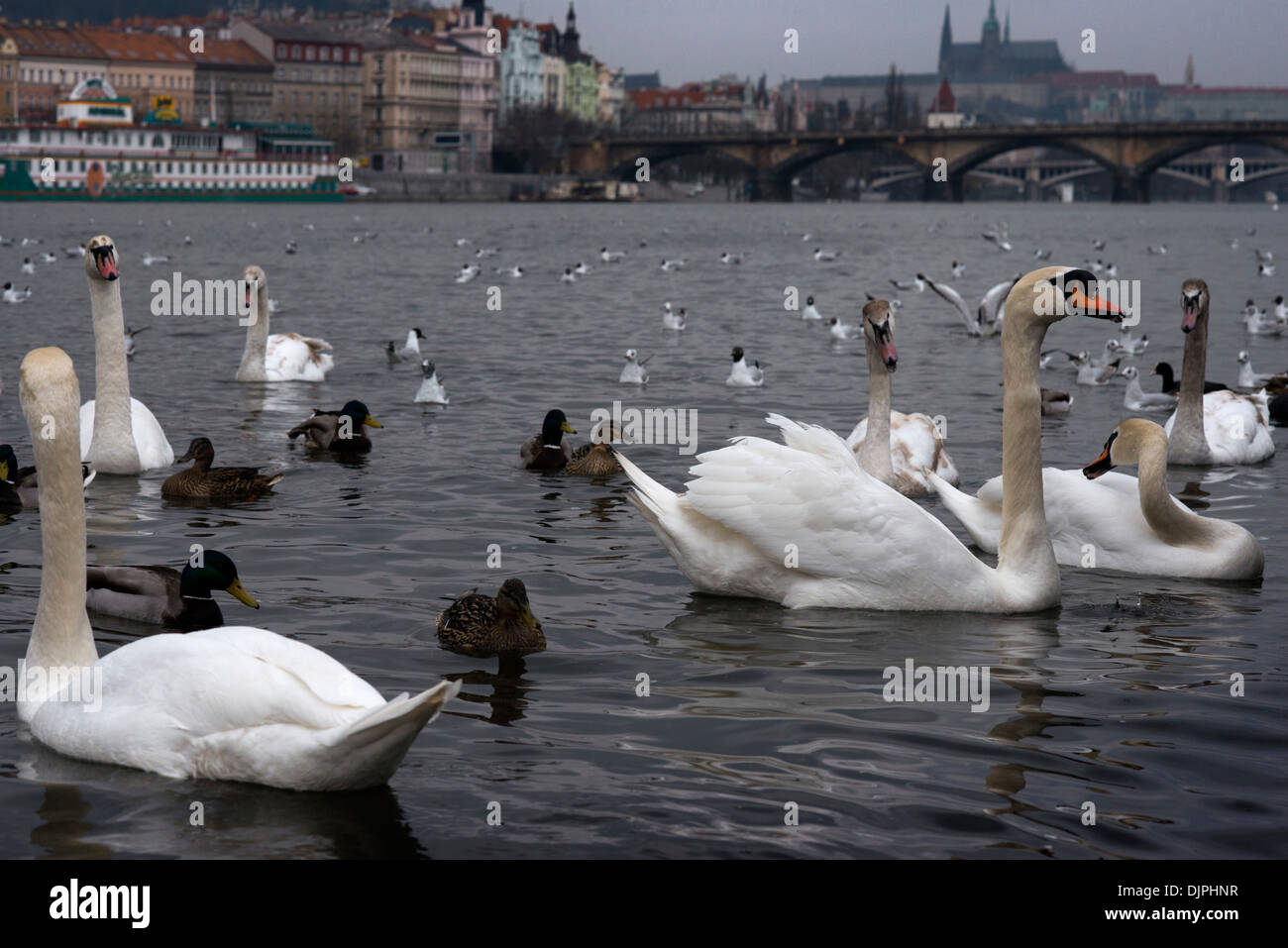 Anatre e cigni il fiume Vltava nel centro di Praga. Il fiume Vltava, il più lungo fiume nella Repubblica ceca, la capitale della Repubblica ceca è dividere Foto Stock