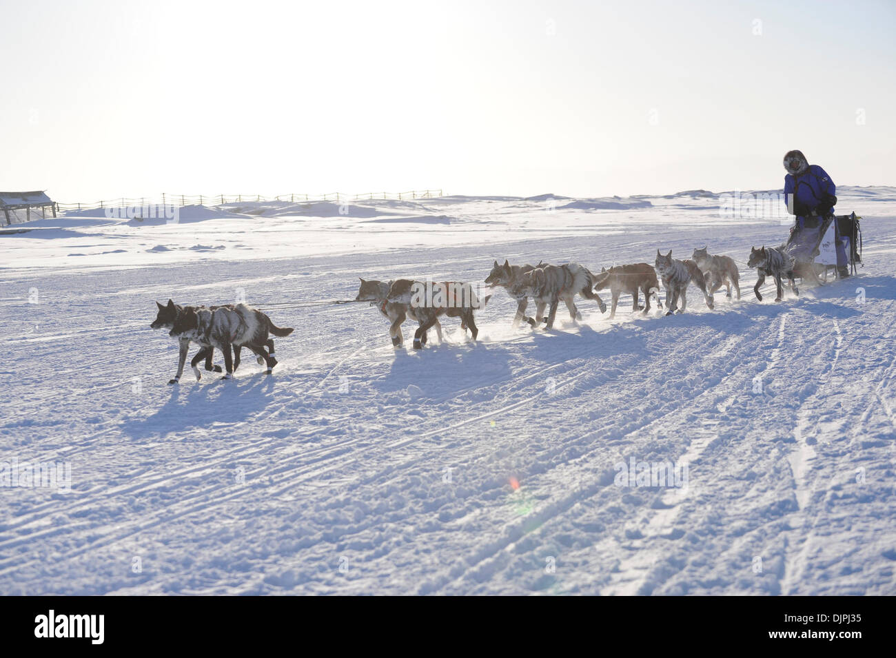 Mar 13, 2010 - Unalakleet, Alaska, Stati Uniti d'America - Iditarod musher John Baker lungo mare di Bering, Alaska durante il 2010 Iditarod Sled Dog Race. (Credito Immagine: © Ron Levy/ZUMA Press) Foto Stock