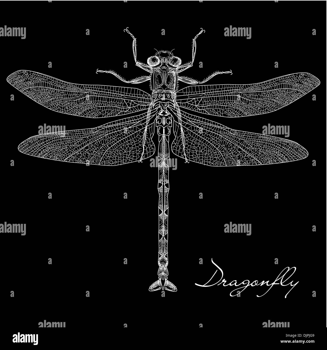 Dettagliata vettore di libellula Illustrazione Vettoriale