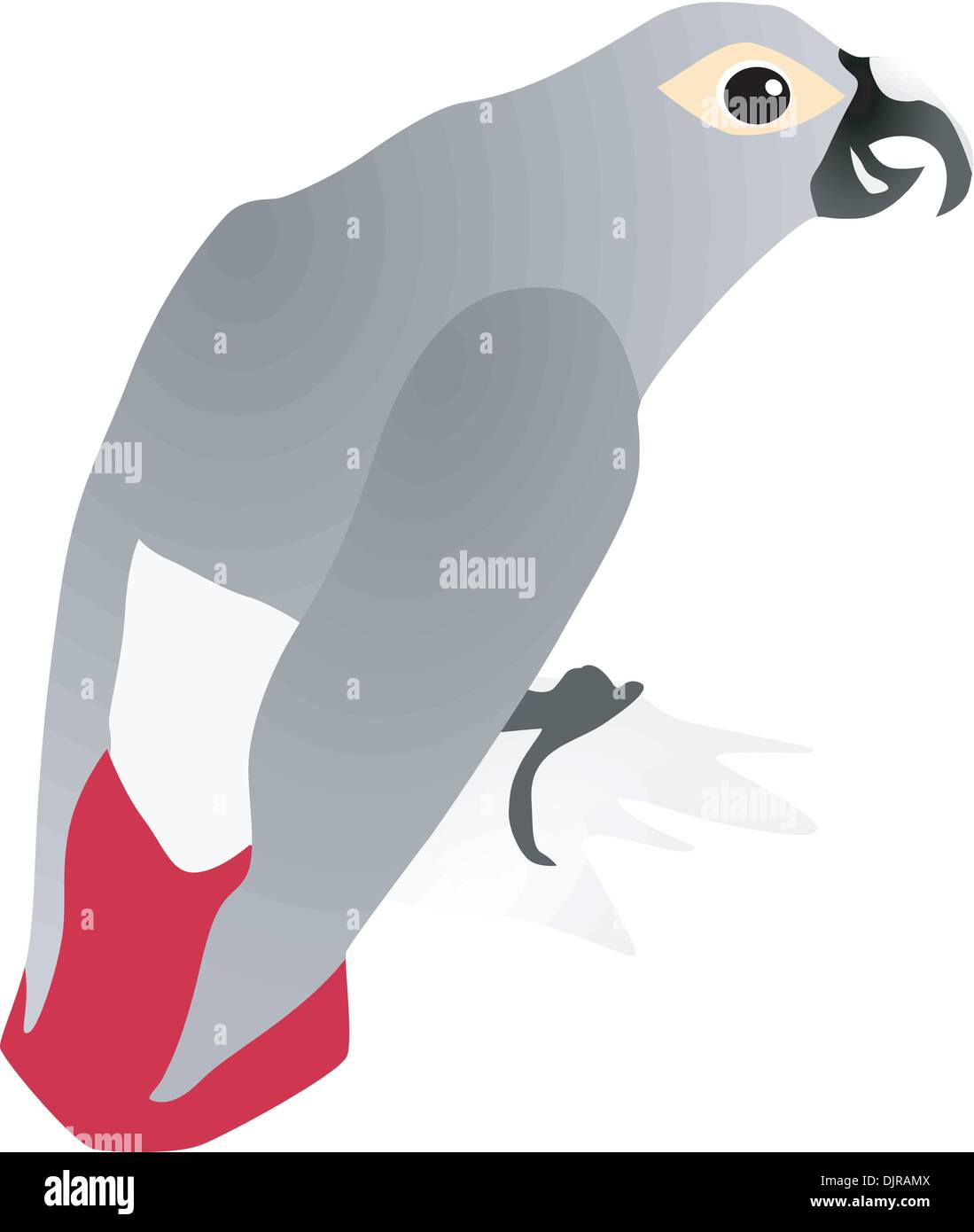 Vettori pappagallo grigio Jaco Illustrazione Vettoriale