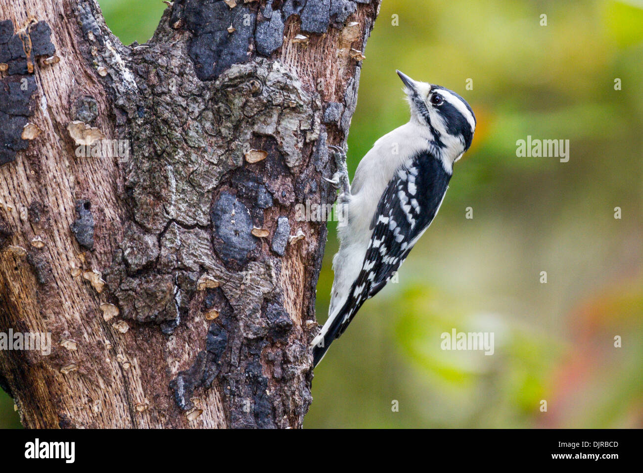 Downy Woodpecker, Picoides pubescens, in autunno a McLeansville, Carolina del Nord. Foto Stock
