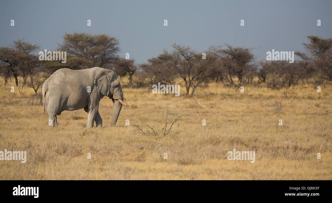 Vista laterale di un elefante nel Namib Foto Stock