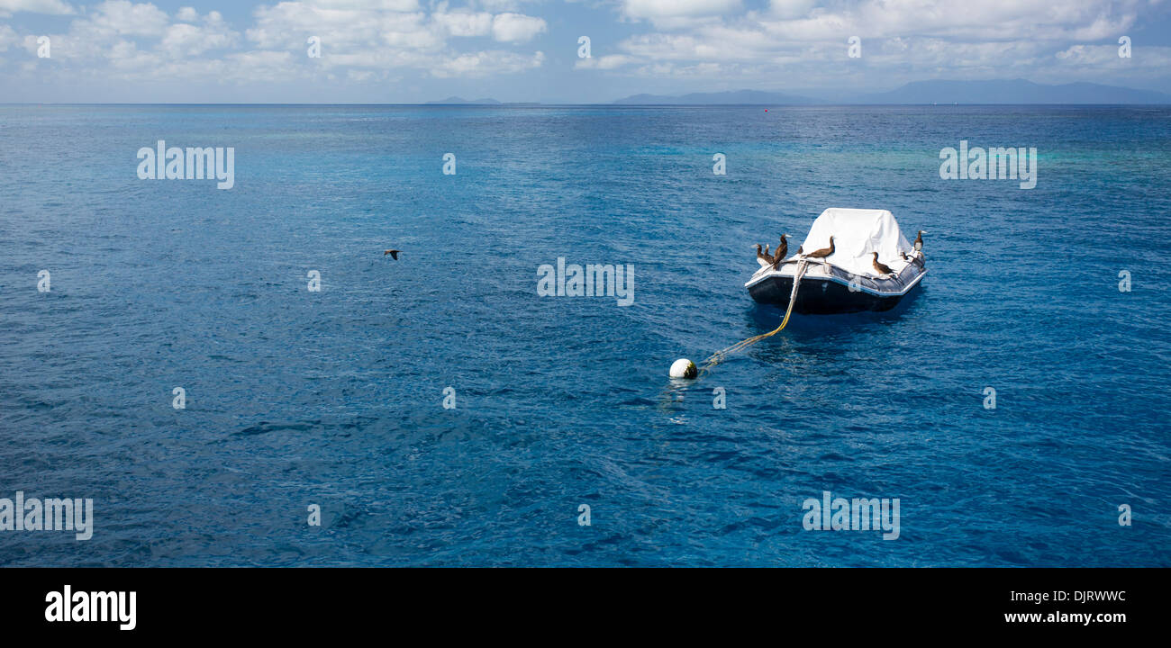 Gli uccelli in una piccola barca ormeggiata in chiaro, acque turchesi sulla Grande Barriera Corallina in Tropical North Queensland, Australia Foto Stock