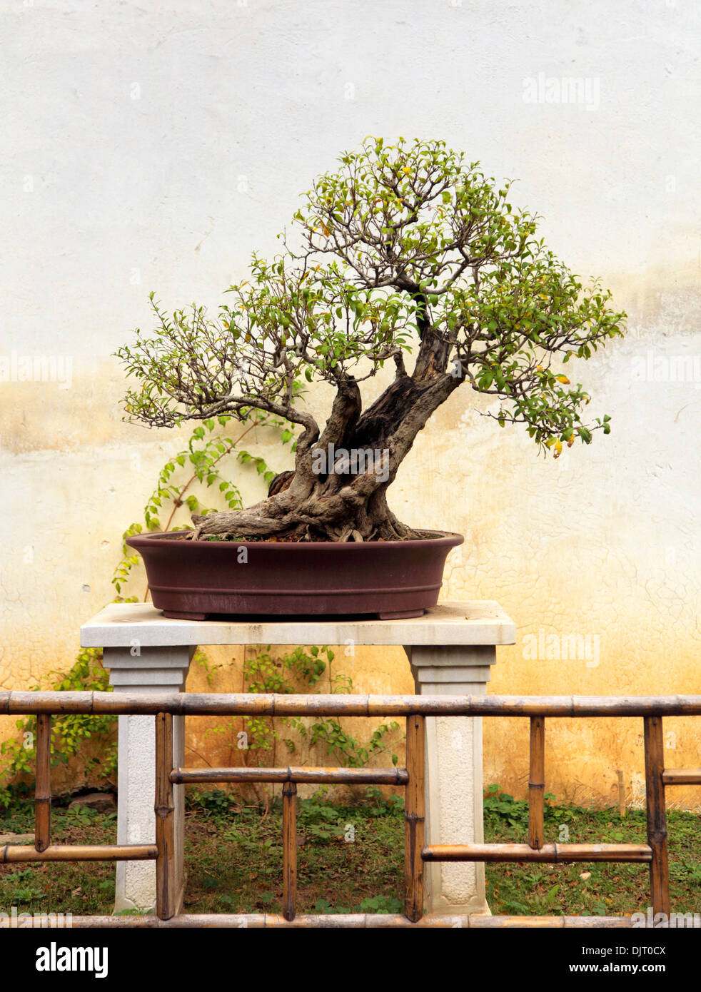 Albero di bonsai, classico giardino, Suzhou, Jiangsu, Cina Foto Stock