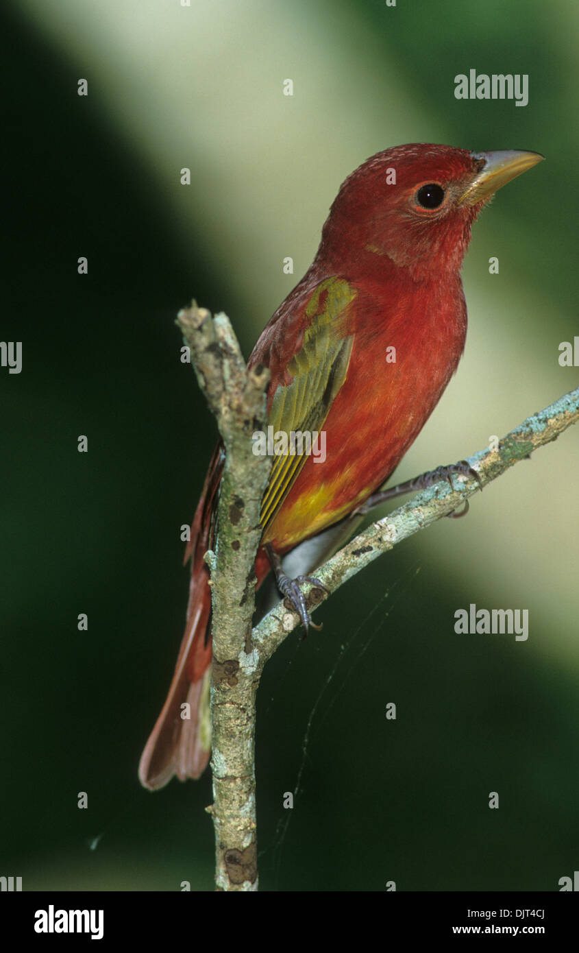 Estate TANAGER (Piranga rubra) maschio adulto in parziale muta 1a molla del piumaggio Louis Smith boschi Santuario isola alta Texas USA Foto Stock