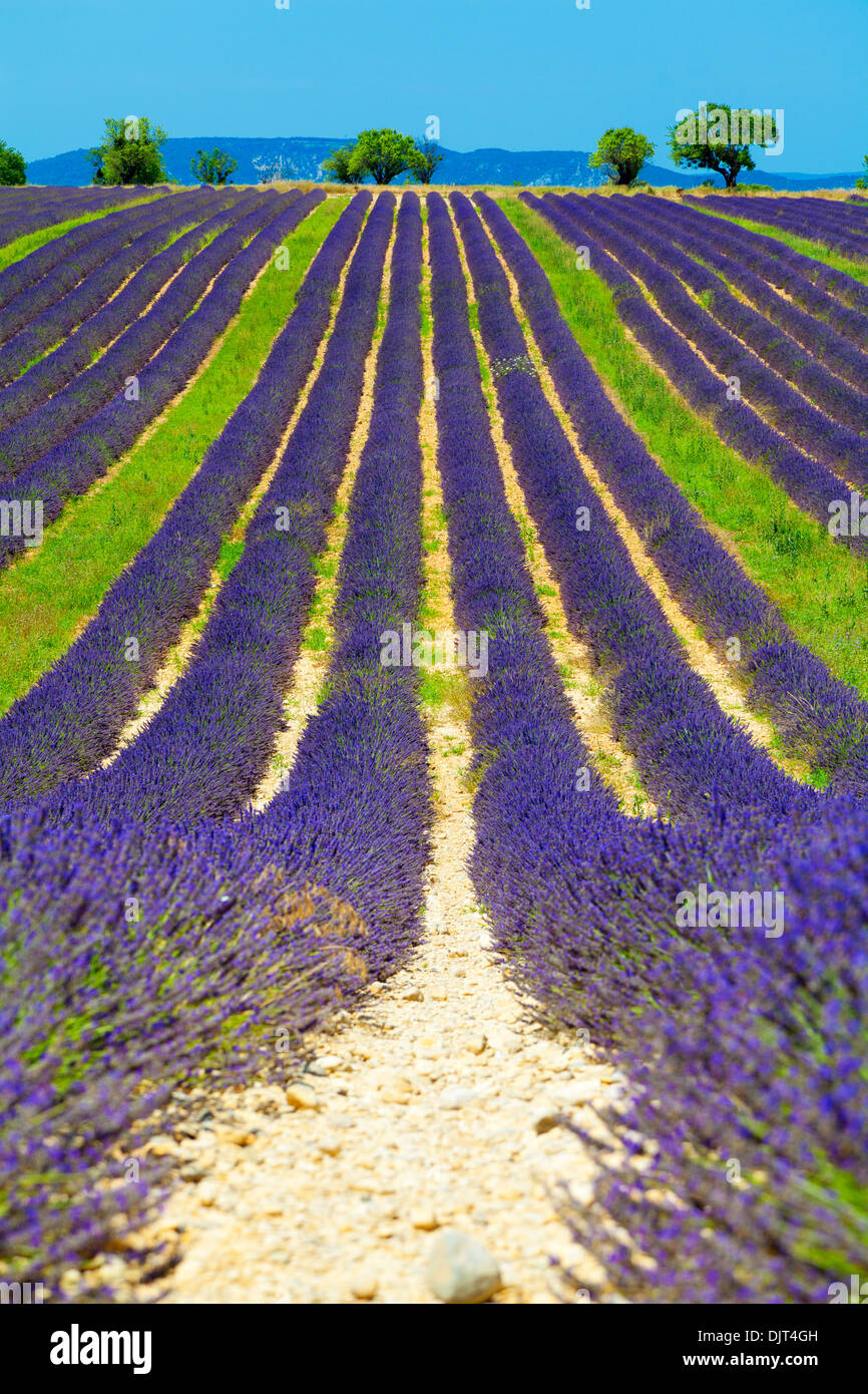 Splendido campo di lavanda a Provance, Francia. Foto Stock