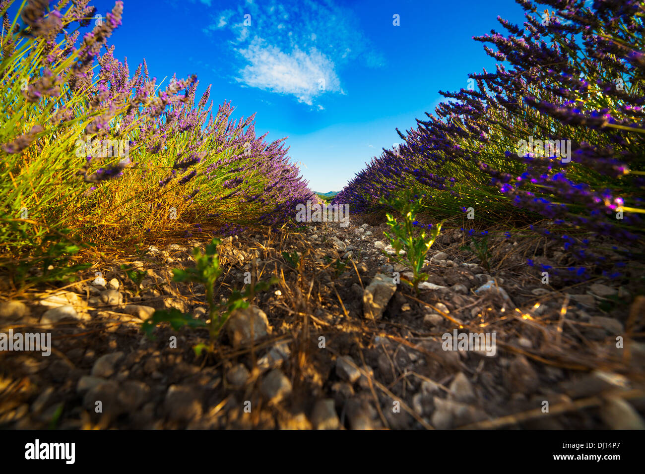 Splendido campo di lavanda a Provance, Francia. Foto Stock