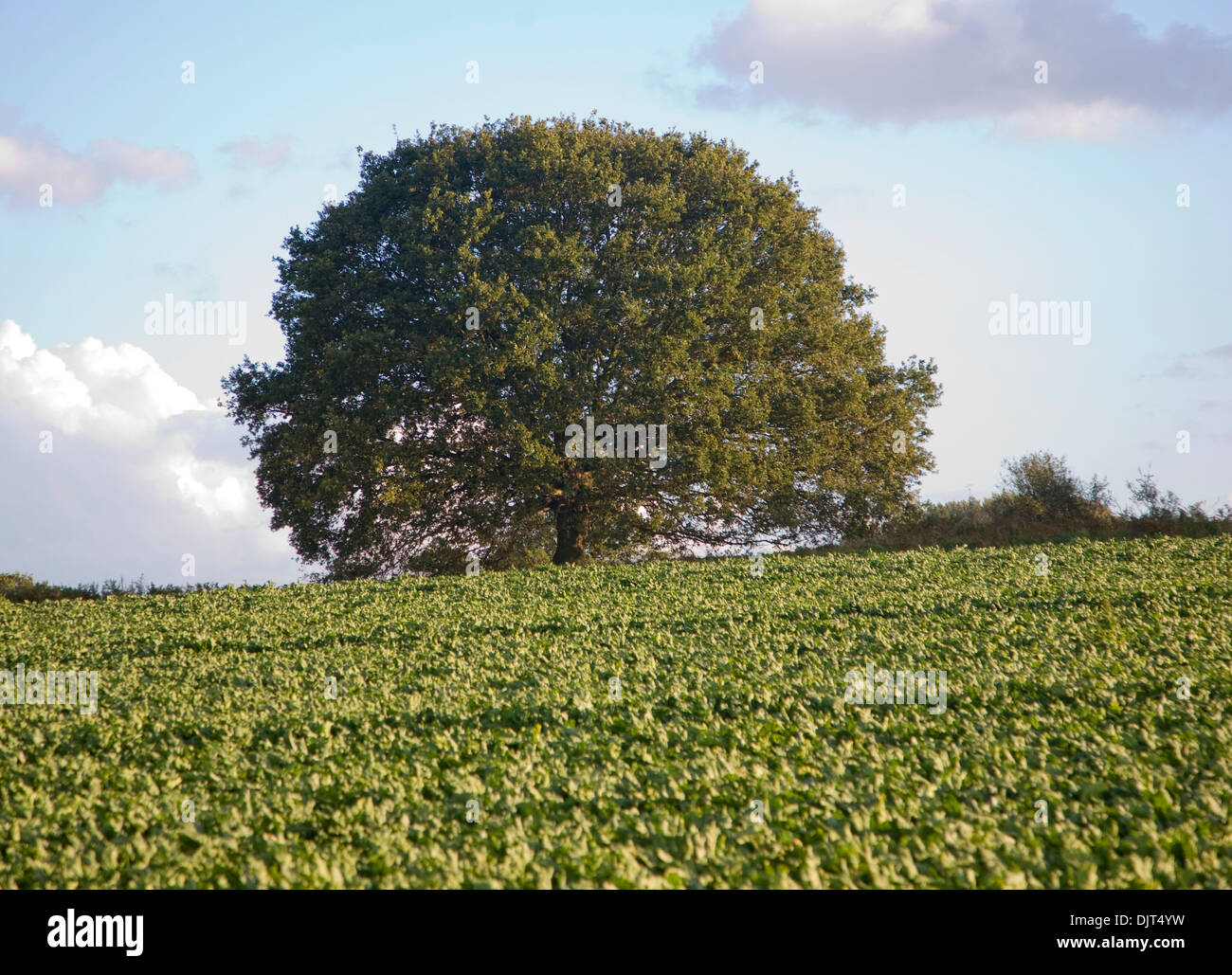 Rotondo piccolo albero di quercia in piedi da solo in campo a Sutton, Suffolk, Inghilterra Foto Stock