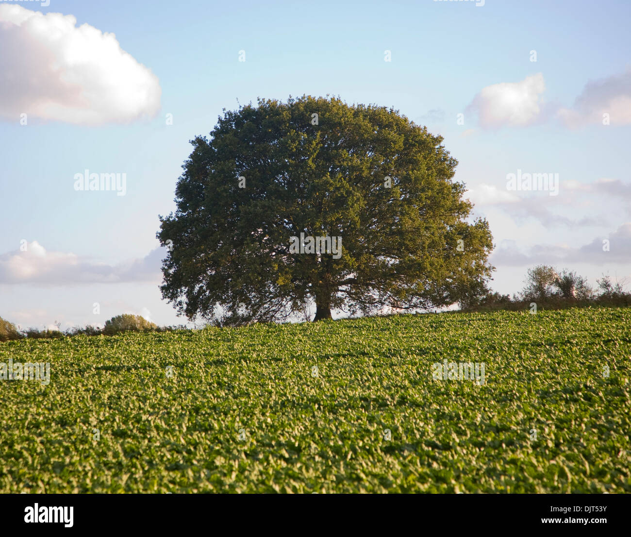 Rotondo piccolo albero di quercia in piedi da solo in campo a Sutton, Suffolk, Inghilterra Foto Stock