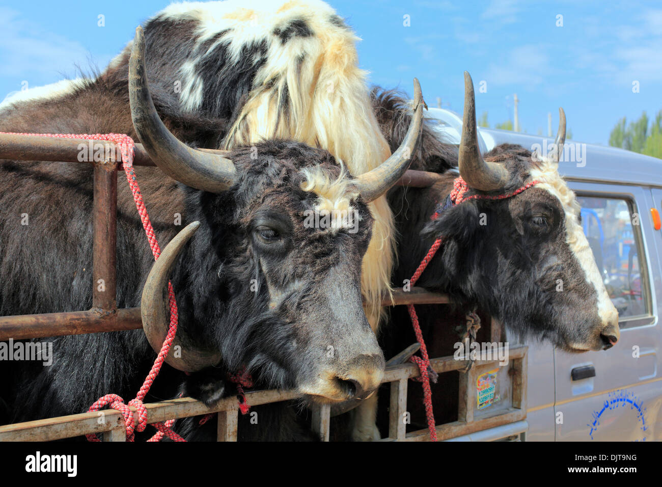 Mercato del Bestiame, Kashgar (Kashi), Kashgar Prefettura, Xinjiang Uyghur Regione autonoma, Cina Foto Stock