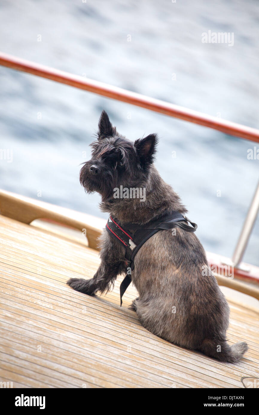 Black Scottie dog sitter su legno decking Foto Stock