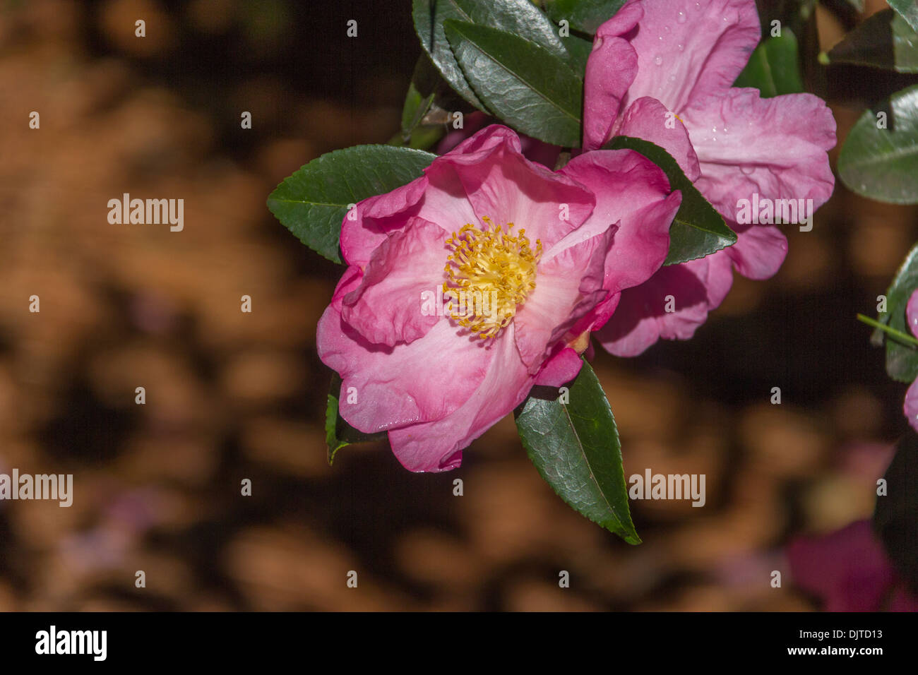 Camellia sasanqua FARFALLA ROSA ai Giardini Botanici Norfolk a Norfolk, Virginia. Foto Stock