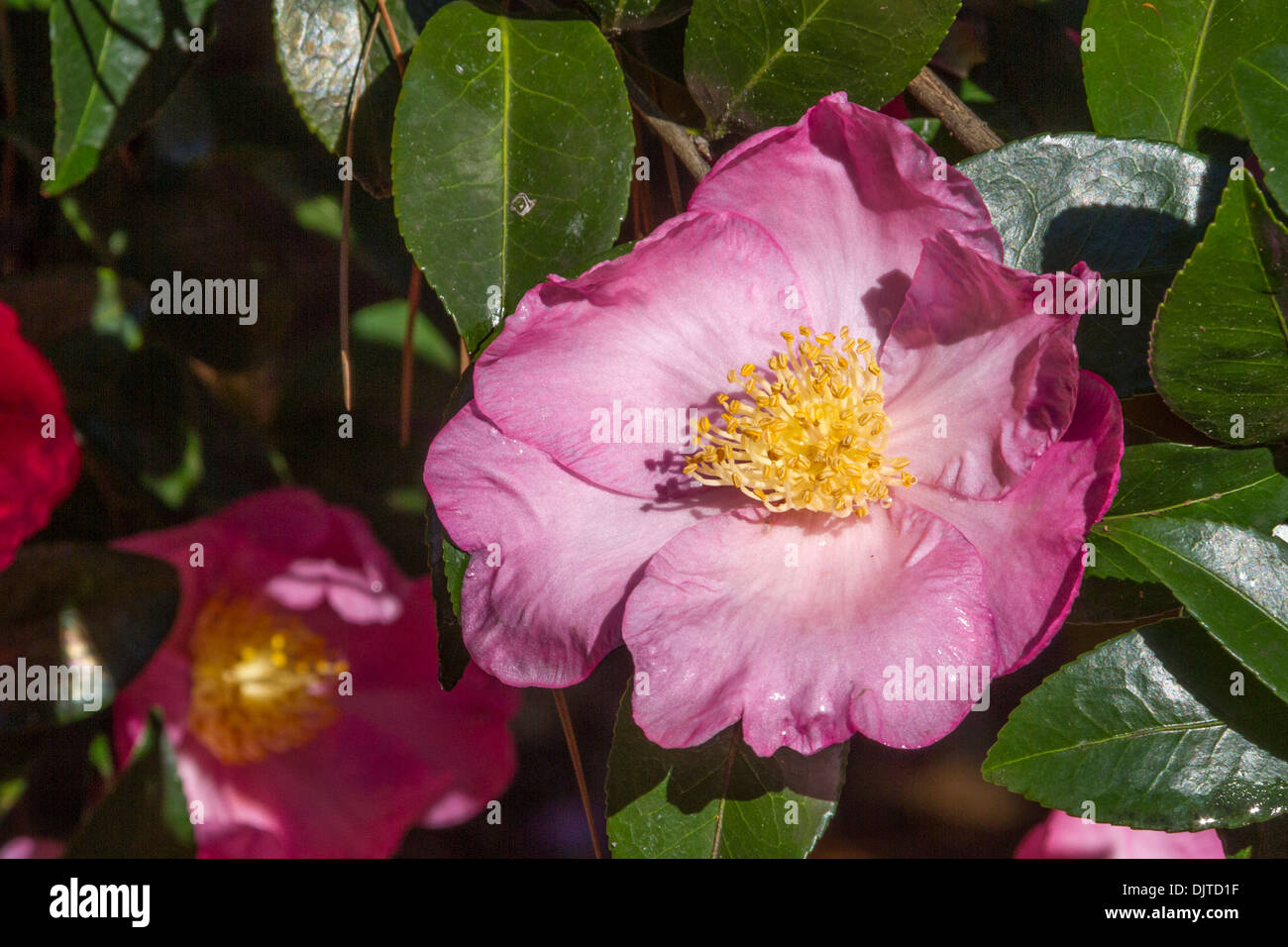 Camellia sasanqua FARFALLA ROSA ai Giardini Botanici Norfolk a Norfolk, Virginia. Foto Stock