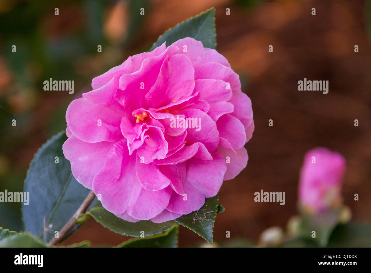 Camellia hiemalis SHOWA NO SAKE al giardino botanico di Norfolk a Norfolk, Virginia. Foto Stock