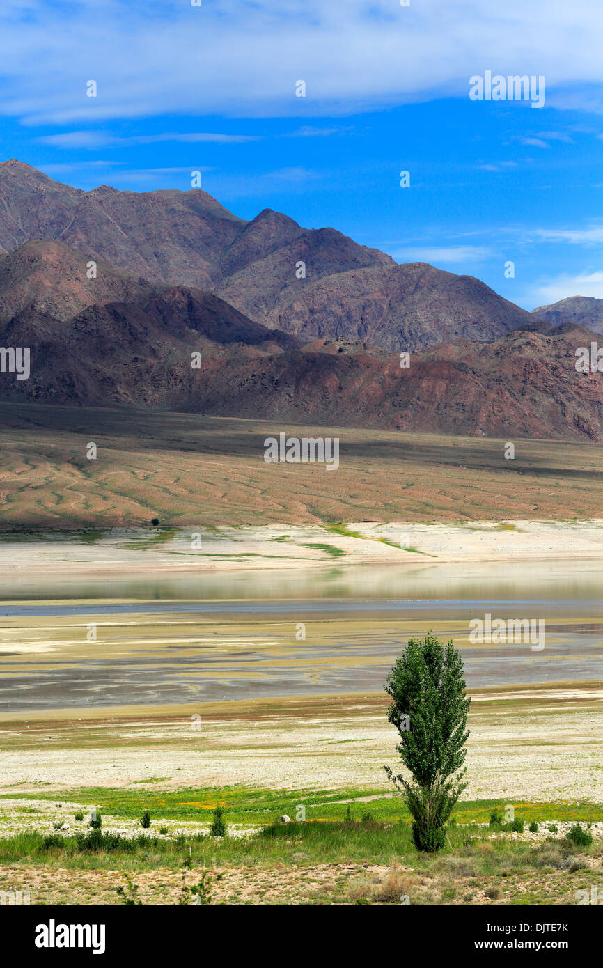 Albero solitario sulla spiaggia del serbatoio Orto-Tokoy, Naryn Oblast, Kirghizistan Foto Stock