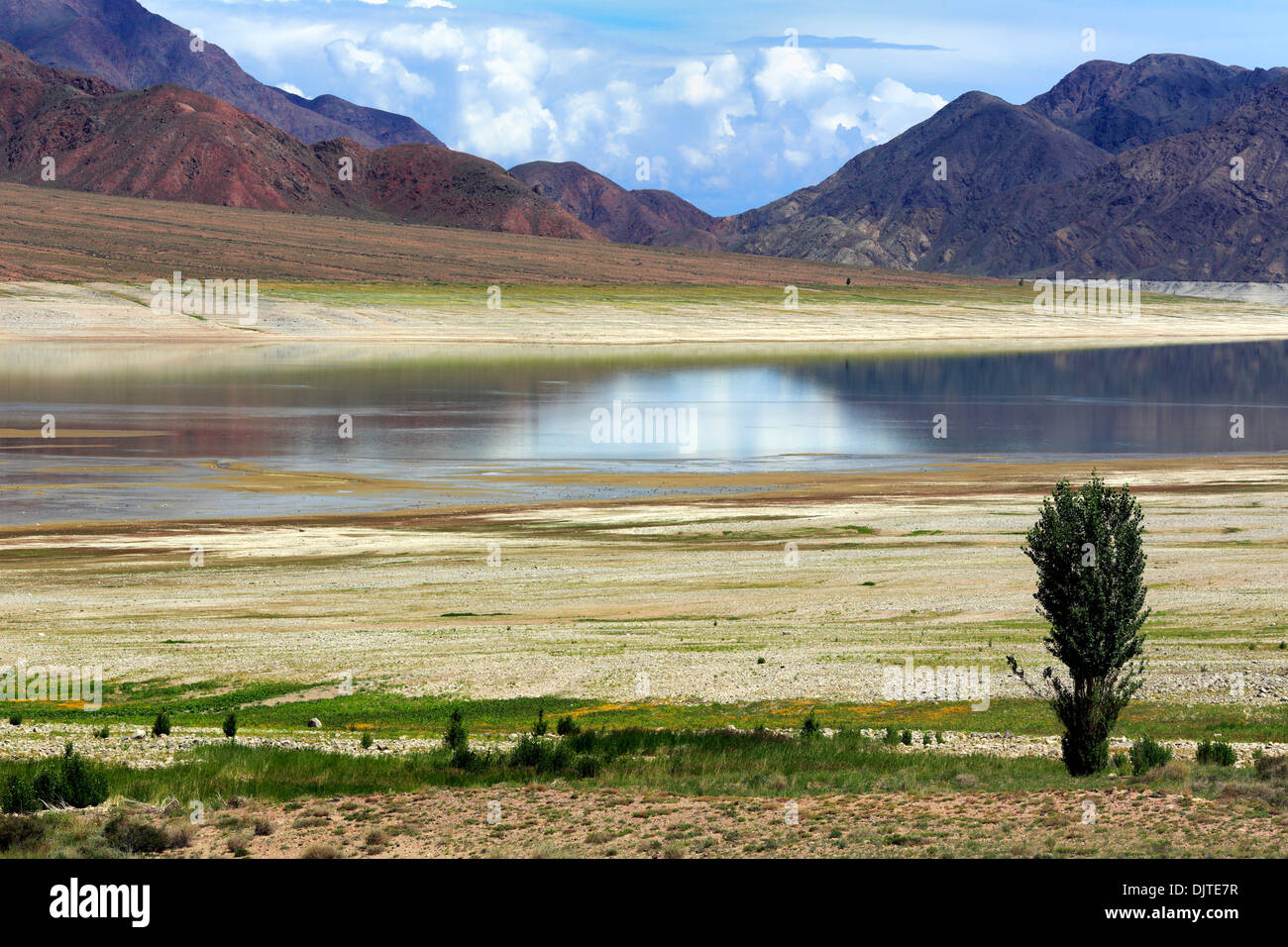Albero solitario sulla spiaggia del serbatoio Orto-Tokoy, Naryn Oblast, Kirghizistan Foto Stock