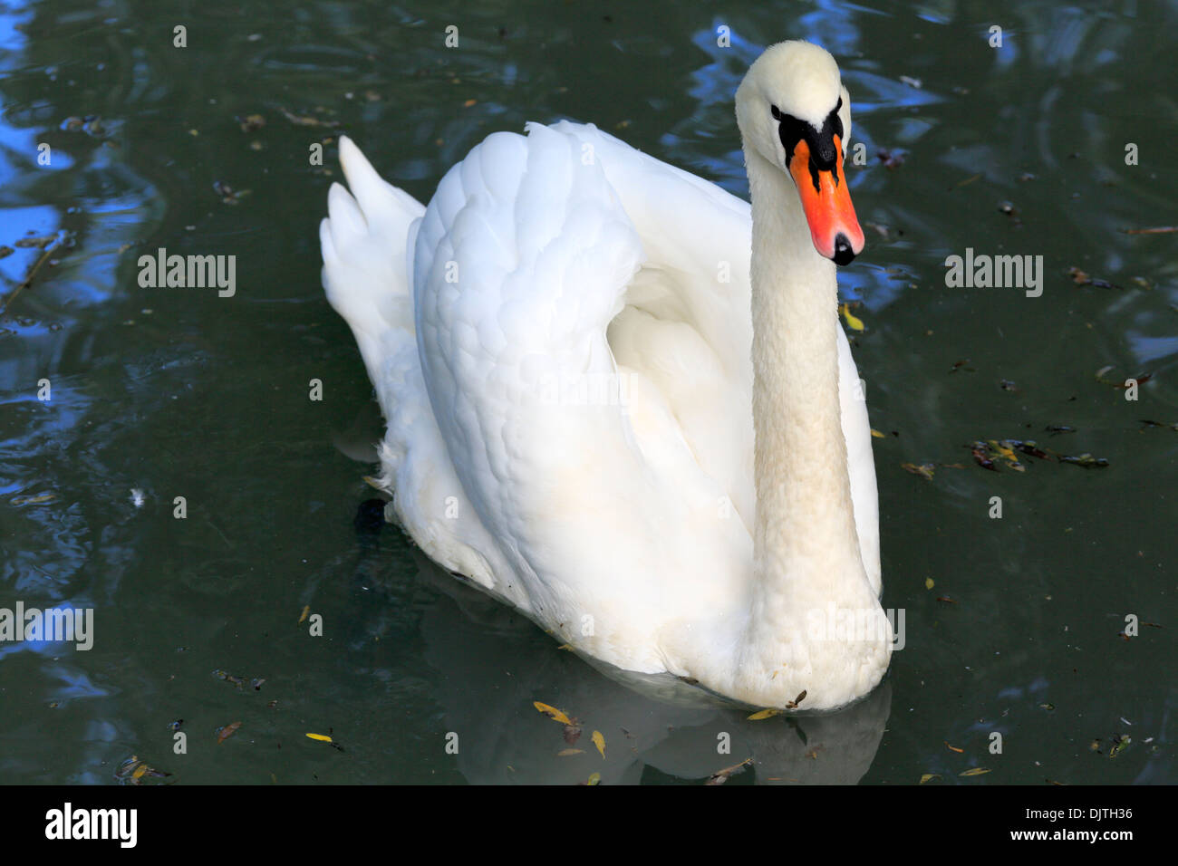 Il White Swan, Karakol, Issyk Kul oblast, Kirghizistan Foto Stock