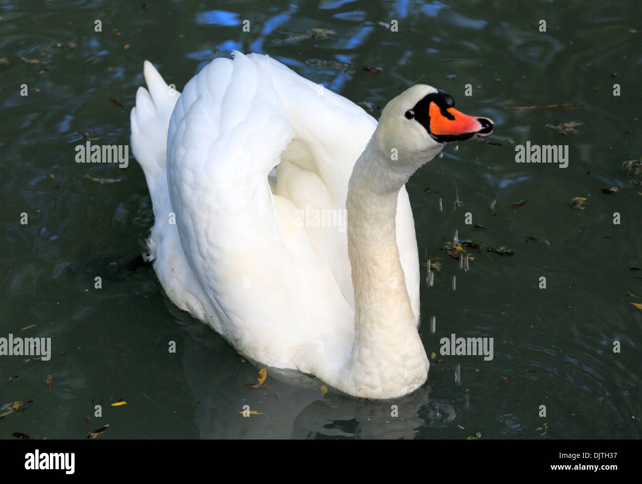 Il White Swan, Karakol, Issyk Kul oblast, Kirghizistan Foto Stock