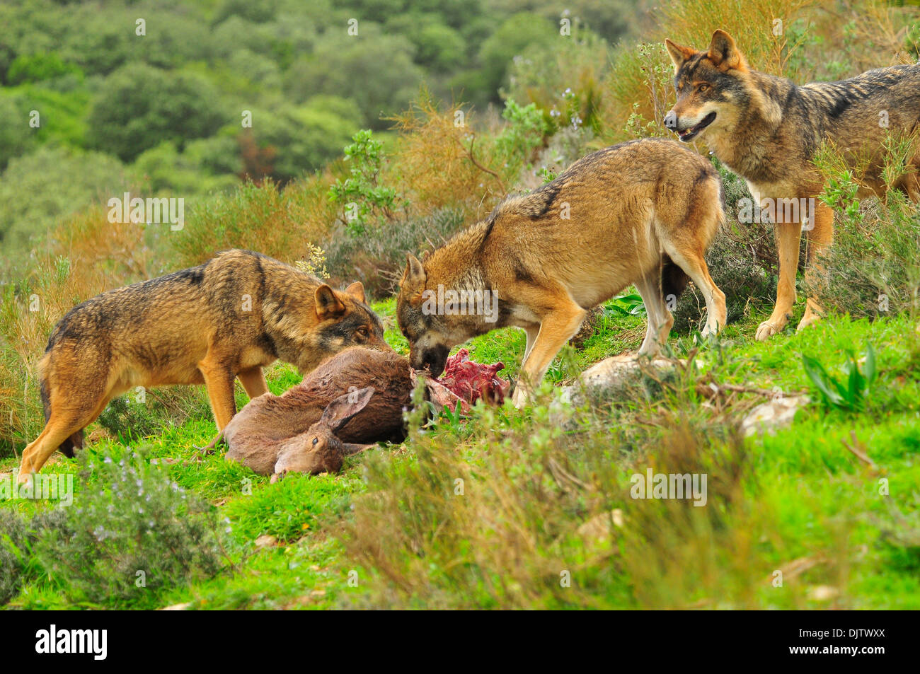 Lobo iberico en bosque mediterráneo Foto Stock