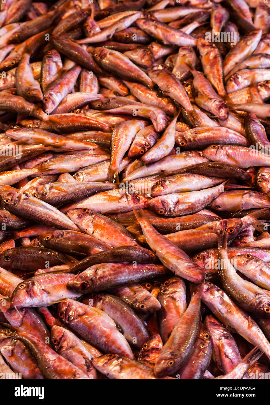 Fresh catch red fish sale immagini e fotografie stock ad alta risoluzione -  Alamy