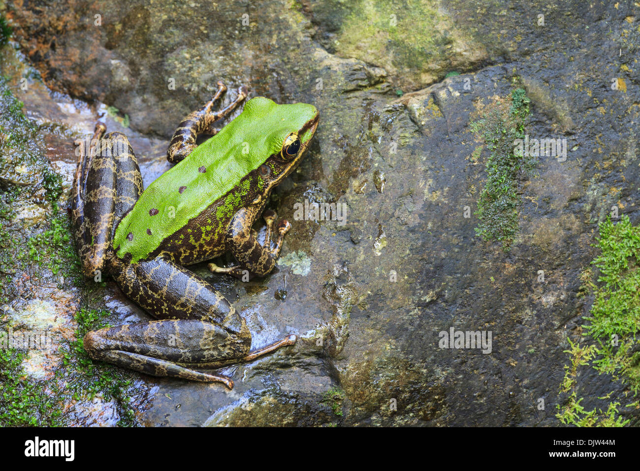 Il torrente rana femmina (Odorrana sp.) su habitat. Bach Ma Parco Nazionale. Il Vietnam. Foto Stock