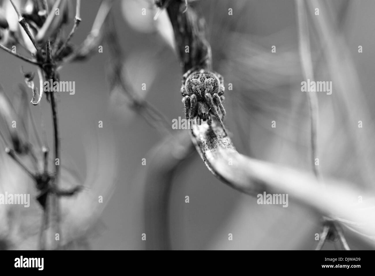 Piccola spider krestovik Foto Stock