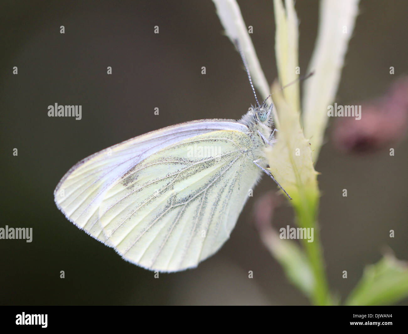 Farfalla bianca su di un ramo Foto Stock