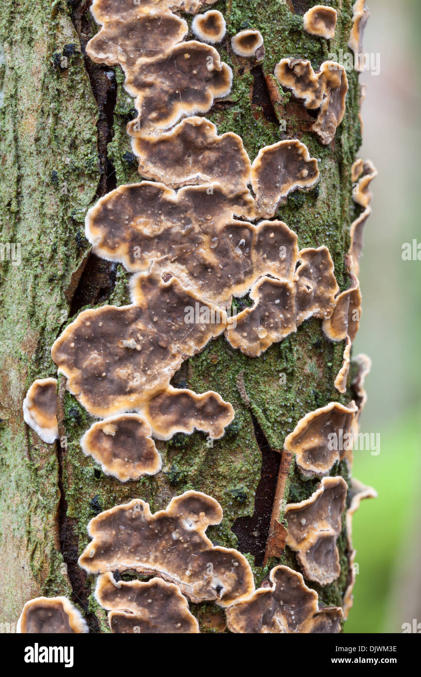 Autunno di funghi in Finlandia Foto Stock