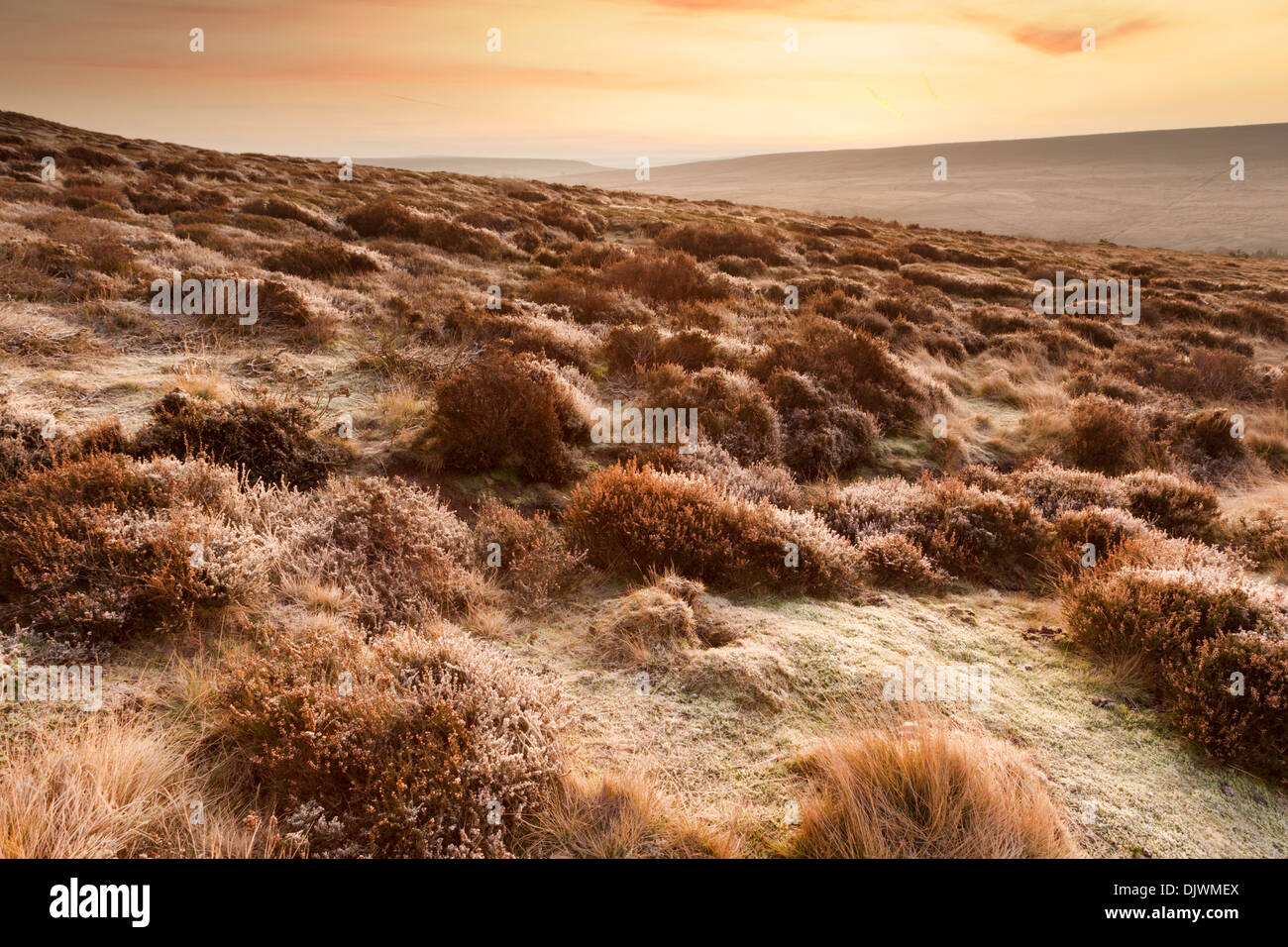 Coperto di brina heather incandescente nella luce rosa dell'alba sulla Commondale Moor nel North York Moors National Park Foto Stock
