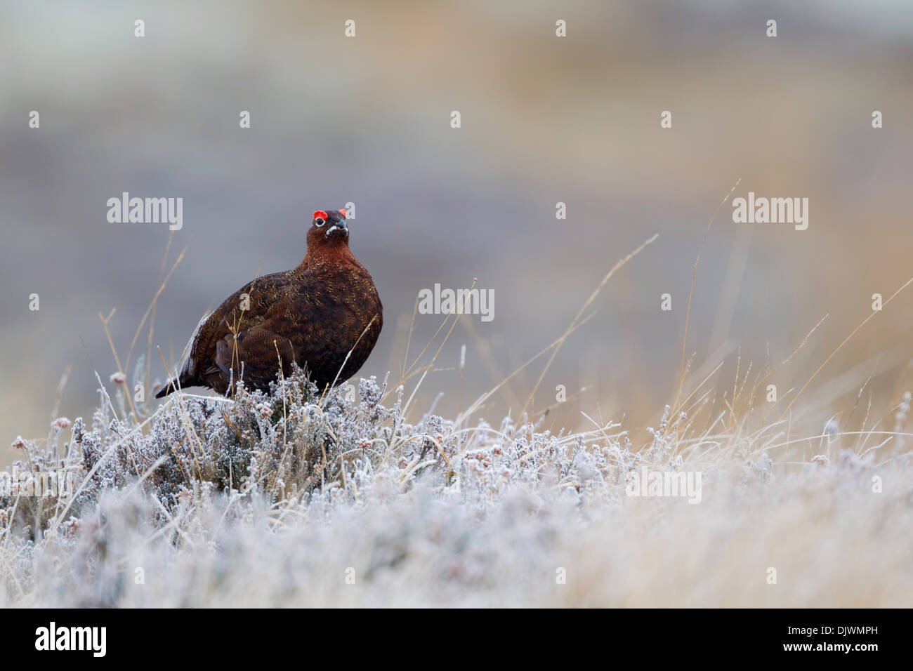 Maschio di gallo forcello rosso (Lagopus lagopus scoticus) sat tra coperto di brina heather con occhio bargigli sollevato Foto Stock