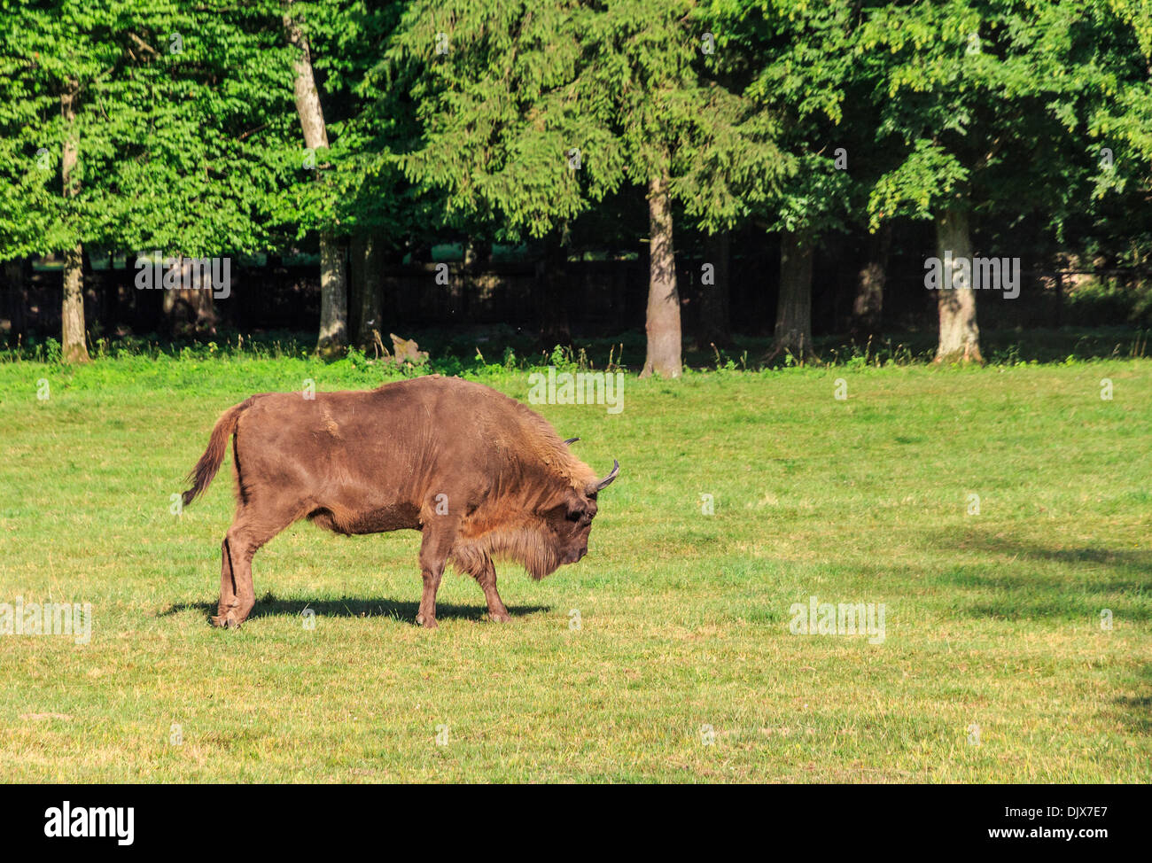 Foresta di Białowieża Polonia - Il bisonte europeo Foto Stock