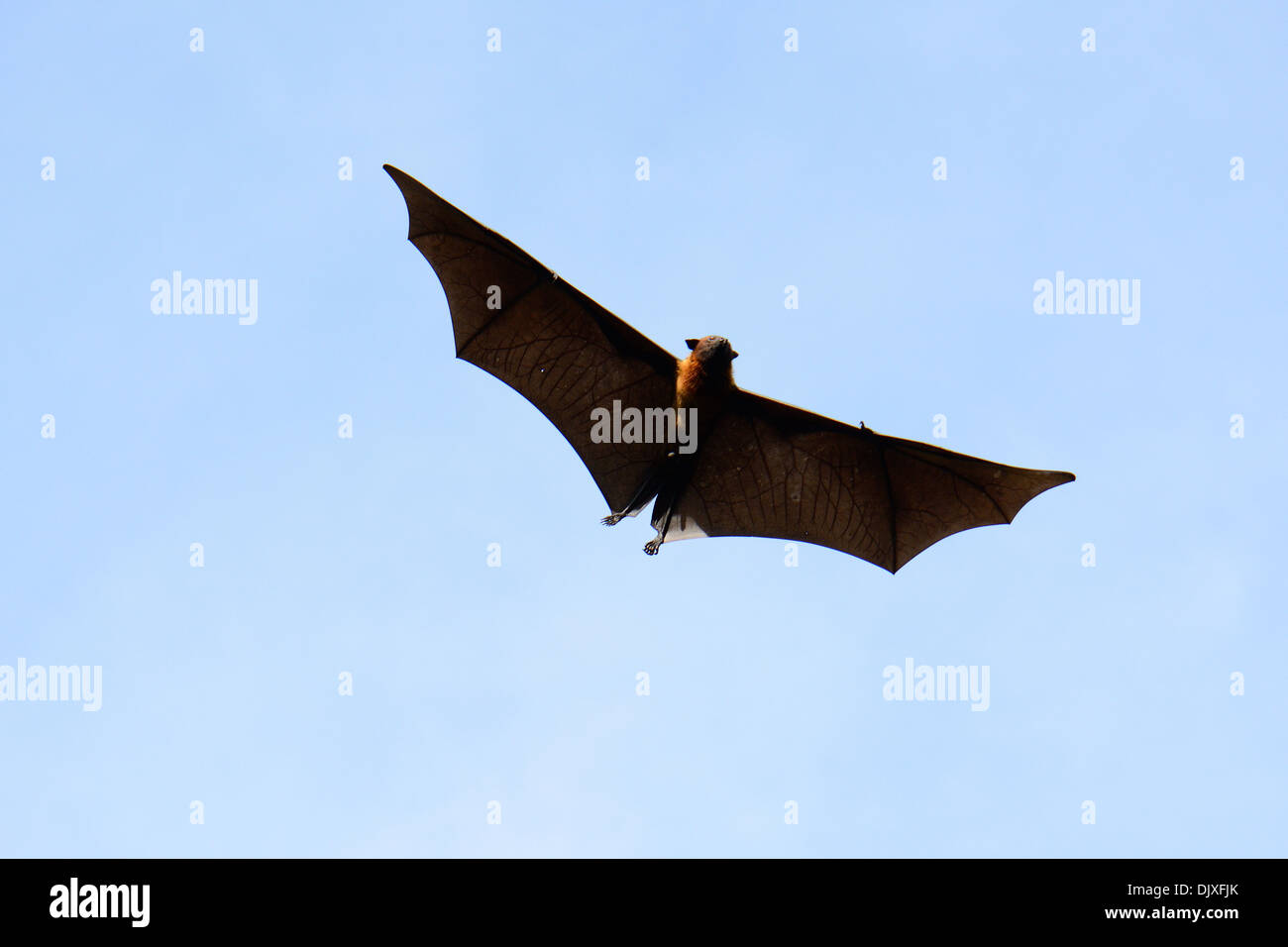 Maschio della lyie flyingfox volare nel cielo Foto Stock