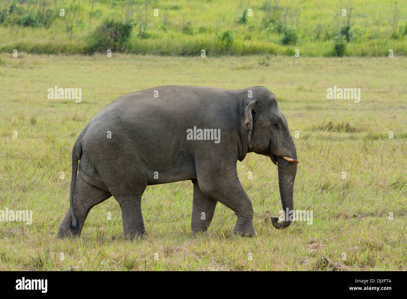 Bella bull Elefante asiatico (Elephas maximus) al Thai parco nazionale Foto Stock