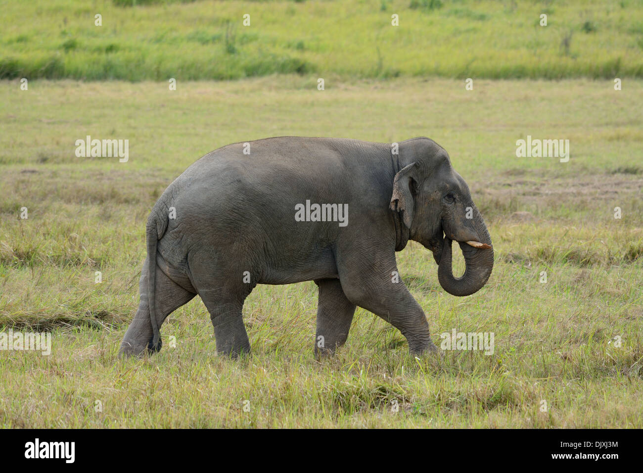 Bella bull Elefante asiatico (Elephas maximus) al Thai parco nazionale Foto Stock