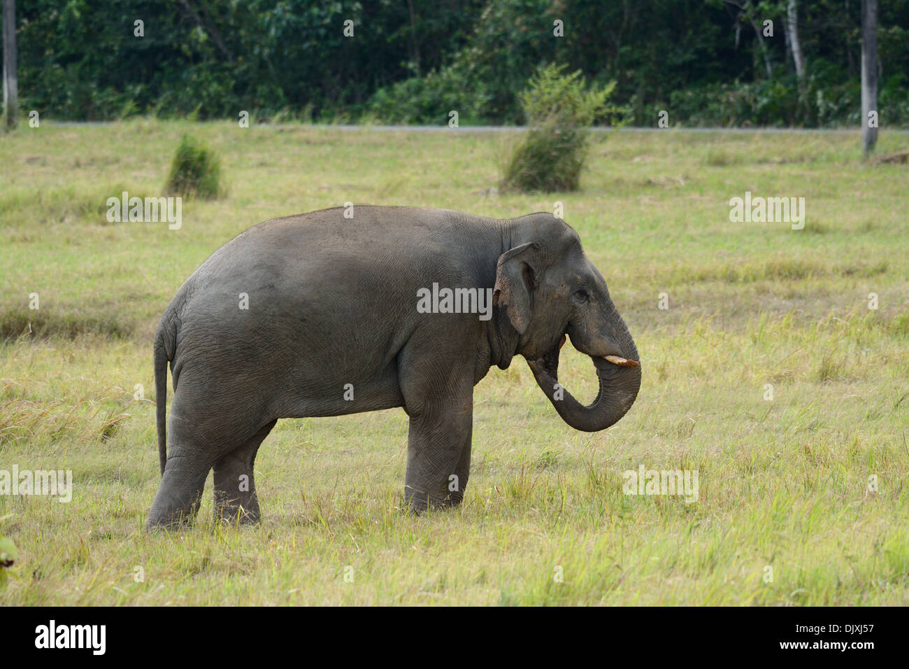 Bella bull Elefante asiatico (Elephas maximus) al Thai parco nazionale Foto Stock