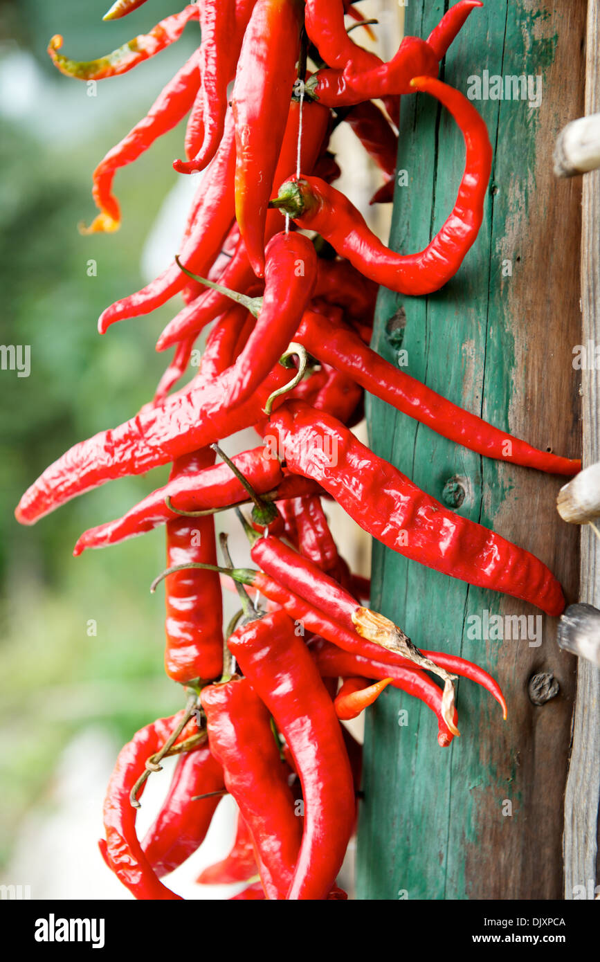 Un mazzetto di peperoncino rosso Foto Stock