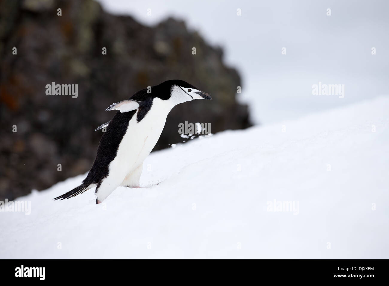 Pinguini Chinstrap acceso fino mountain Foto Stock