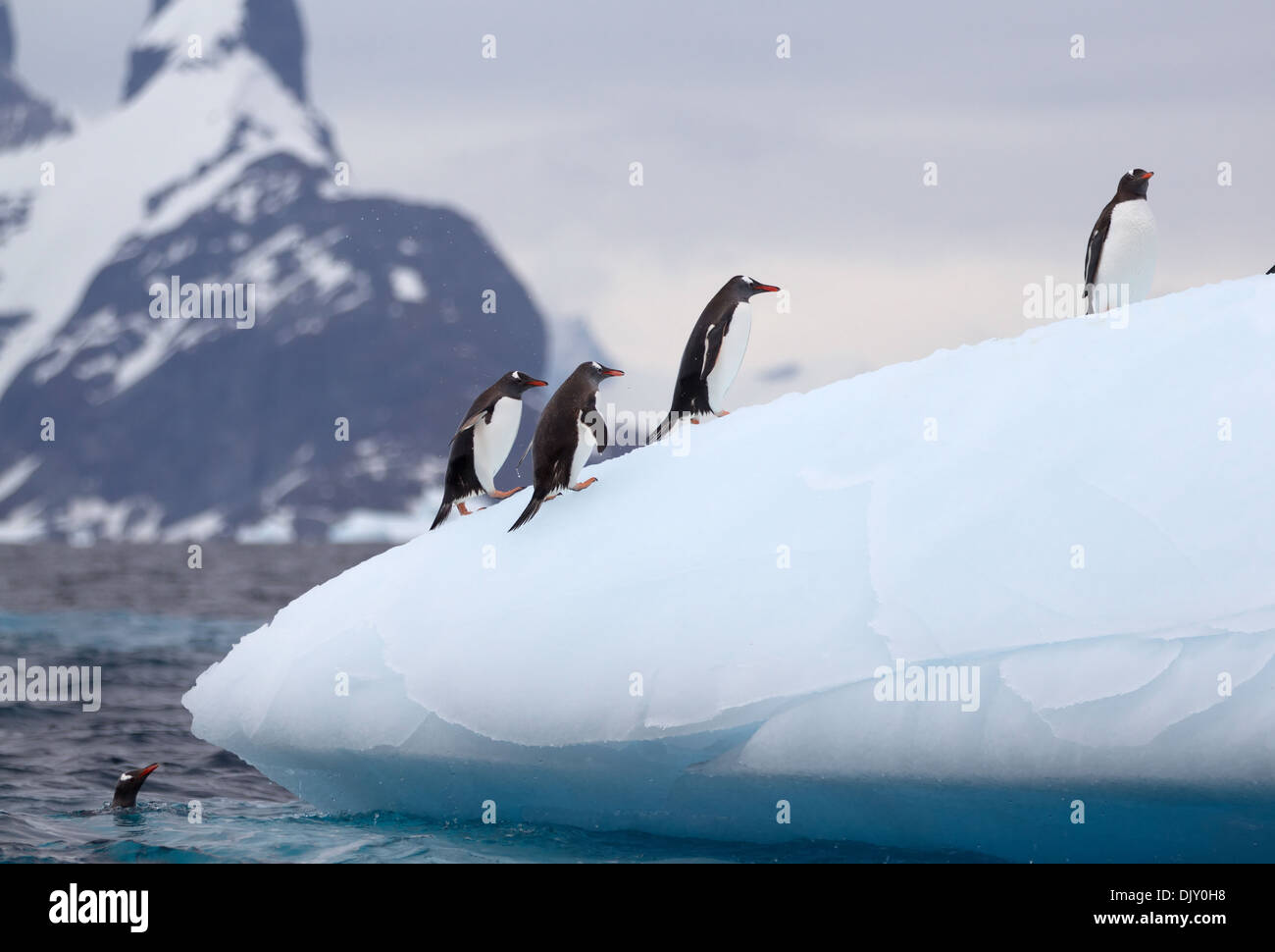 I pinguini di Gentoo su iceberg Foto Stock