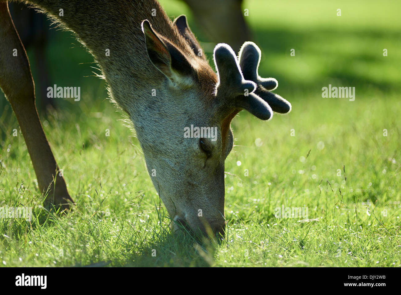Close up colpo alla testa di molto giovane cervo mangiare erba Foto Stock