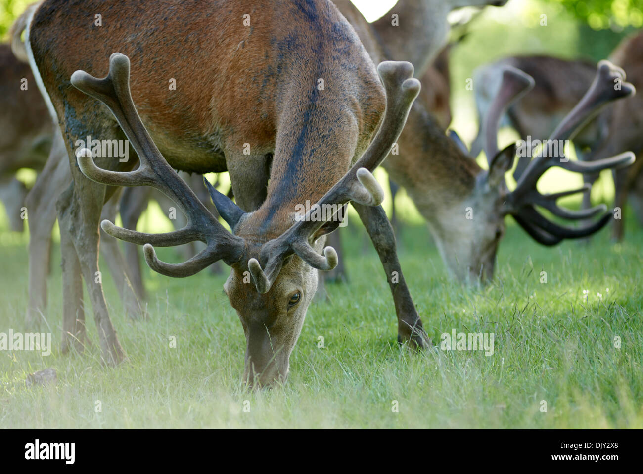 Stags o pascolo di cervi sull'erba Foto Stock