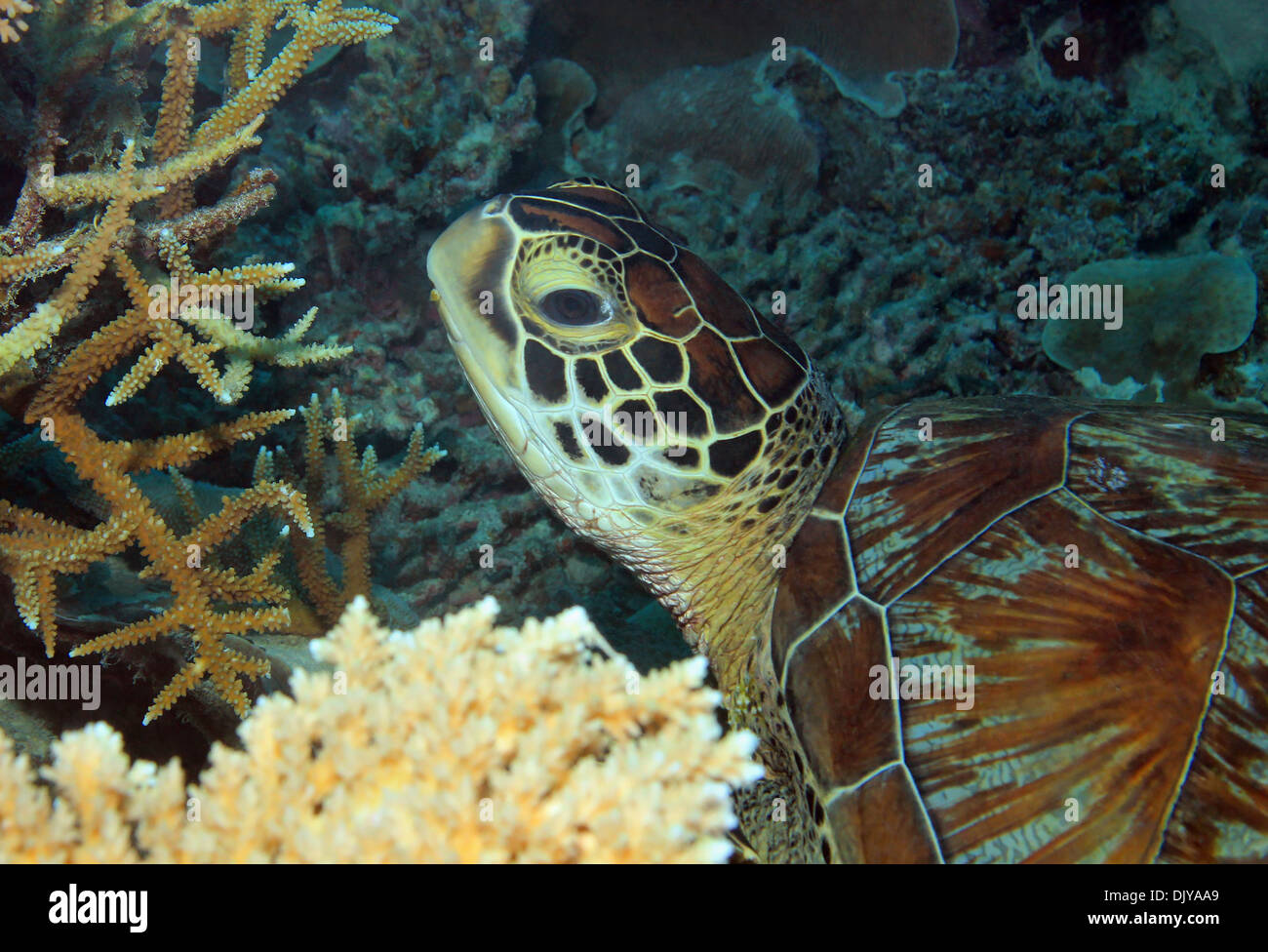 Close-up di una tartaruga verde (Chelonia Mydas) appoggiato sulla barriera corallina, South Male Atoll, Maldive Foto Stock