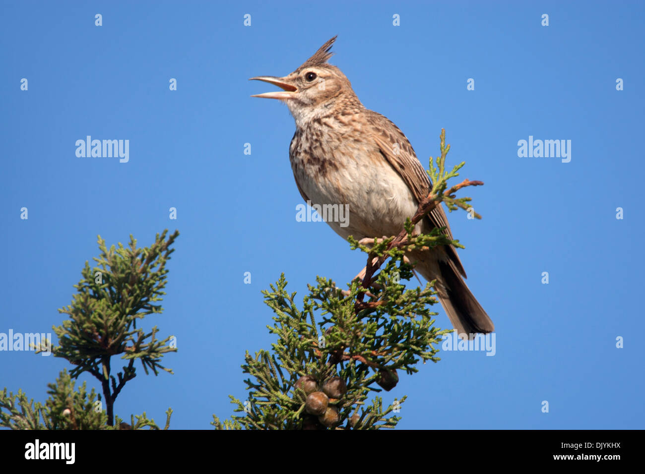 Un canto Crested Lark Foto Stock