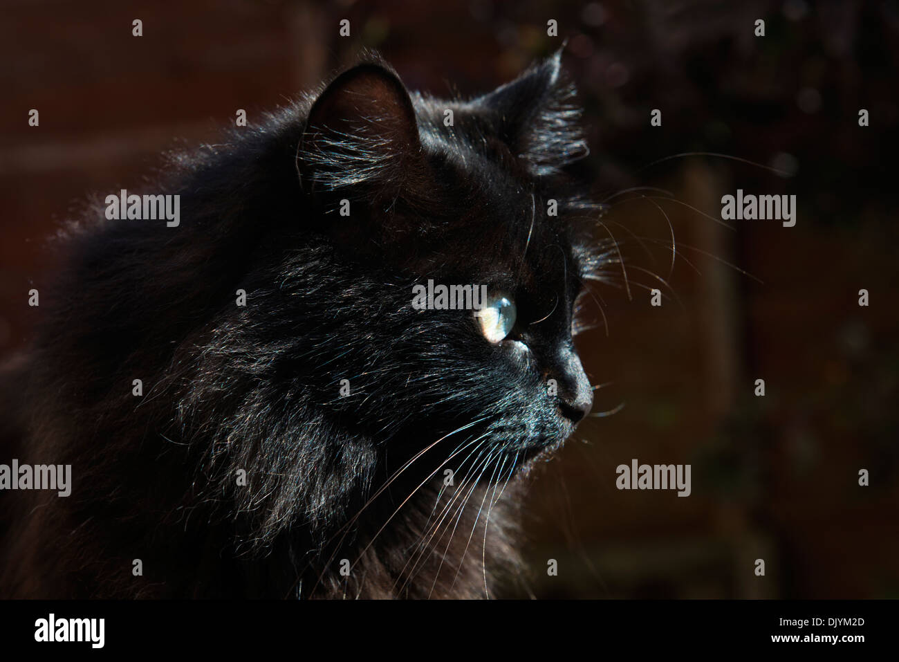 Una donna dai capelli lunghi gatto domestico e familiare, che è venuto da un RSPCA rescue center come un gattino. Foto Stock