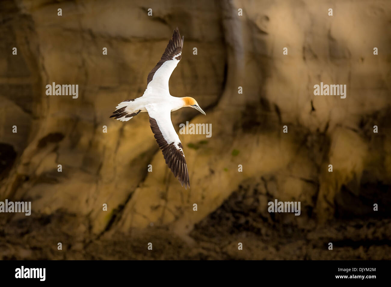 Australasian Gannett (Morus serrator) in volo, Muriwai Beach, Regione di Auckland, Isola del nord, Nuova Zelanda Foto Stock