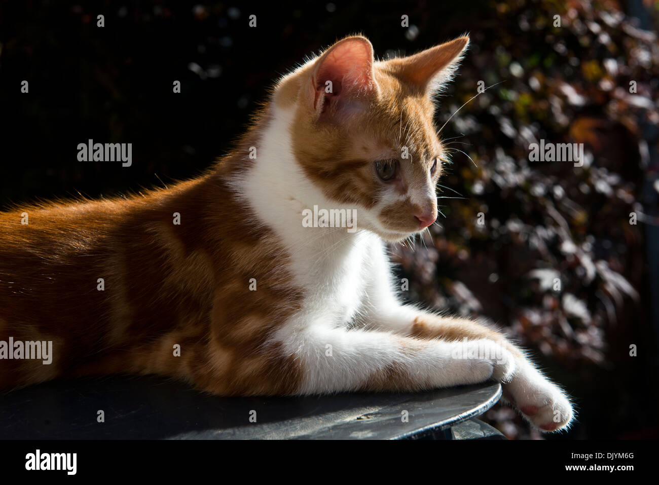 Un giovane lo zenzero e il maschio bianco Tabby gatto domestico. Foto Stock