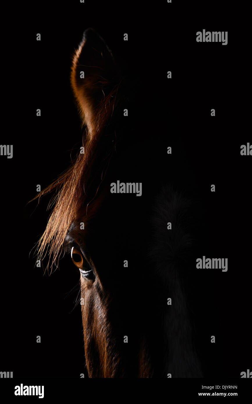 Ritratto di un cavallo contro uno sfondo nero Foto Stock
