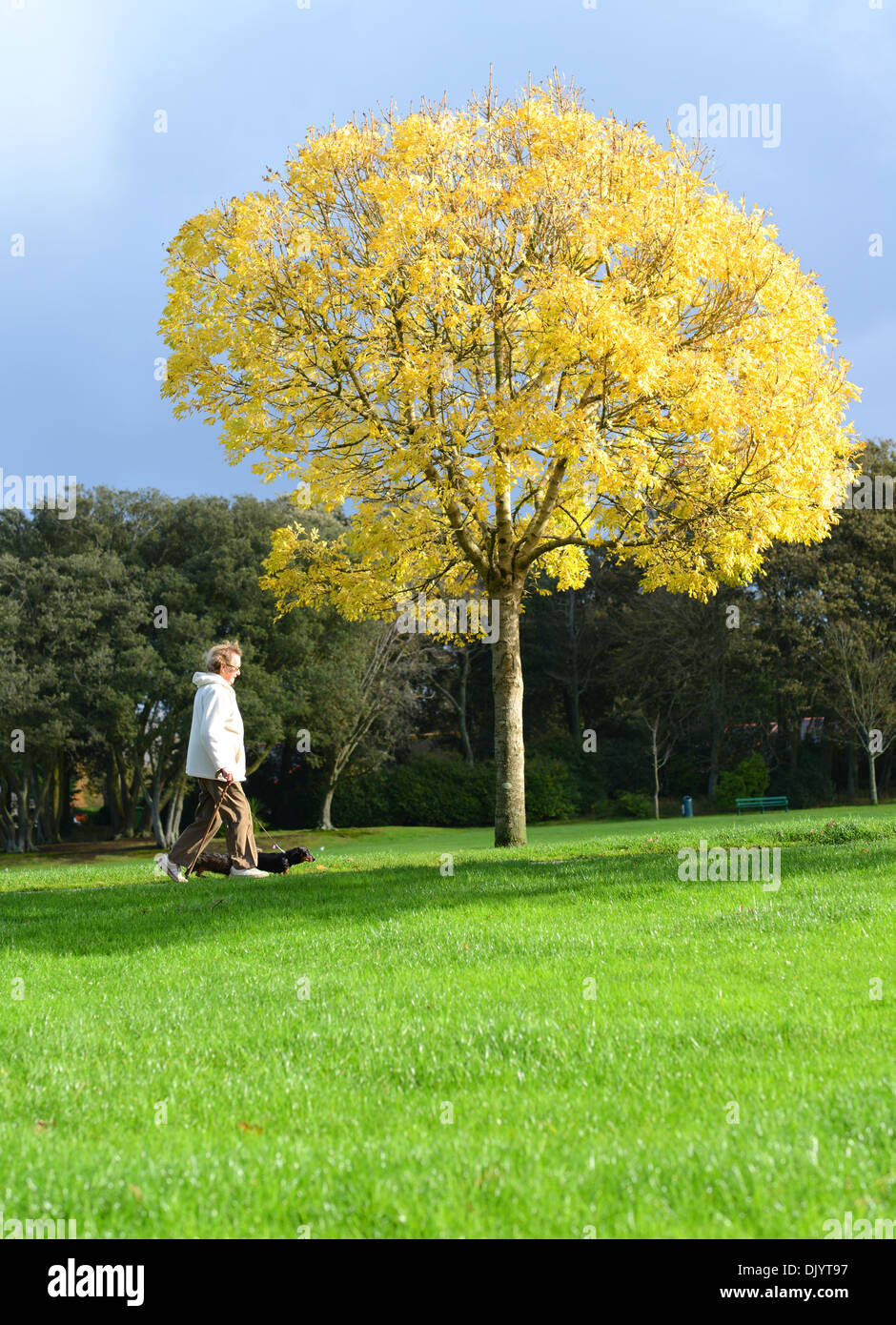 Una vecchia donna che cammina il suo cane nel parco in autunno Foto Stock