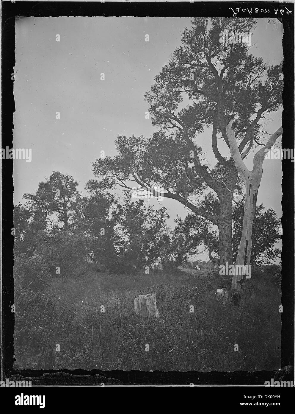 Pioppi neri americani sulla La Bonte Creek, Converse County, Wyoming 516873 Foto Stock